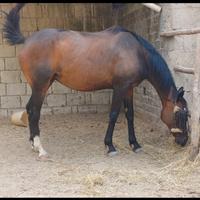 Cavallo purosangue