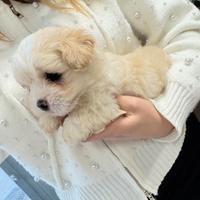 Maltipoo Cuccioli Toy