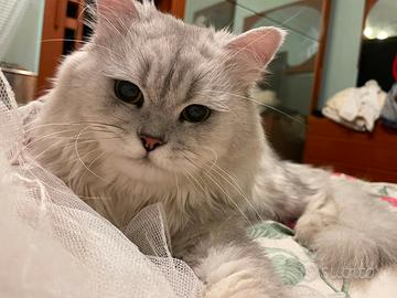 Gatto persiano chinchilla per accoppiamento