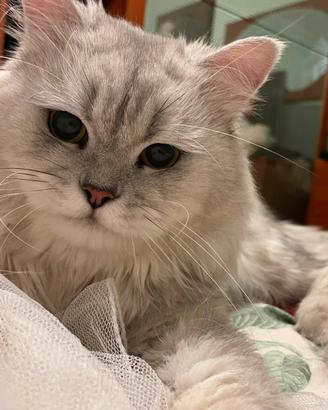 Gatto persiano chinchilla per accoppiamento