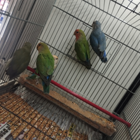 Inseparabili rosecolis