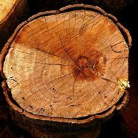 Legna da ardere . tagli e prezzi diversi