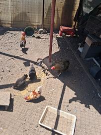 Galline e galletti nani titini