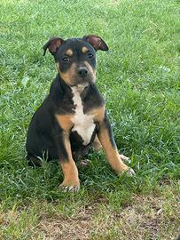 Ultima Black Tricolor con pedigree