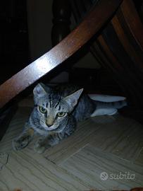 Gattini tigrati 2 femmine e 2 maschi