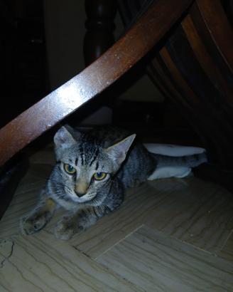 Gattini tigrati 2 femmine e 2 maschi