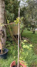 piante di vite