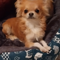 Piccolo chihuahua per accoppiamento