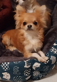 Piccolo chihuahua per accoppiamento