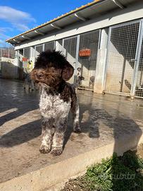 Cucciolo di Lagotto romagnolo 5 mesi (MARK)