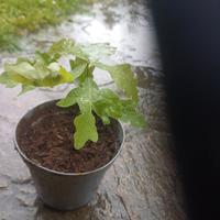 vedesi piante tartufo 