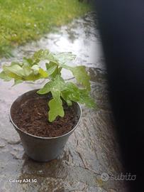 vedesi piante tartufo 