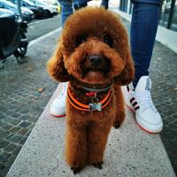 Disponibile per accoppiamento-barboncino Toy rosso