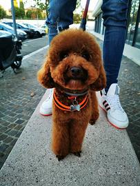 Disponibile per accoppiamento-barboncino Toy rosso