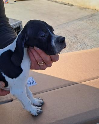 Cuccioli Pointer Inglese