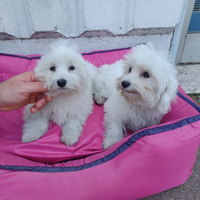 Maltesi cuccioli- maschio e femmina ANCHE A RATE