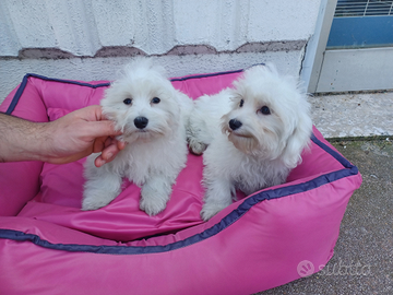 Maltesi cuccioli- maschio e femmina ANCHE A RATE