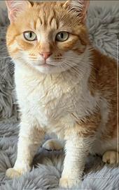 Gatto maschio bianco e rosso
