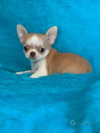 Cuccioli chihuahua