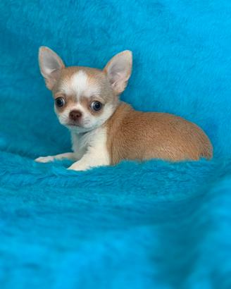 Cuccioli chihuahua
