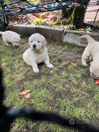 Cuccioli Golden Retriever con pedigree