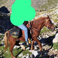 Castrone Haflingher per Arabo