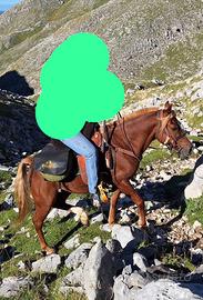 Castrone Haflingher per Arabo