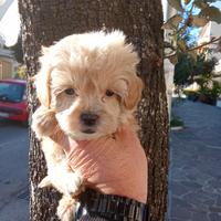 Barboncino toy maschio