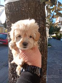 Barboncino toy maschio