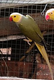 Parrocchetto dal collare cleartail