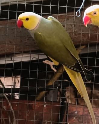 Parrocchetto dal collare cleartail
