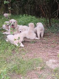 Cuccioli di pastore maremmano