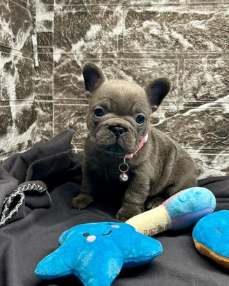 Cucciola Bulldog Francese BLUE