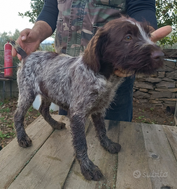 Cuccioli di Drahthaar