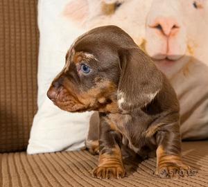 Bassotti tedeschi pedigree enci