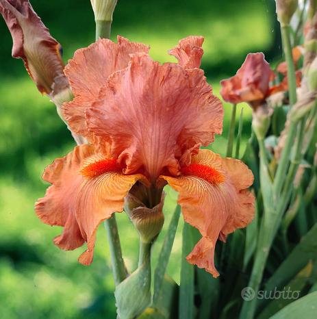 Iris barbata (iris germanica) 1 Rizoma