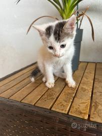 Gatto maschio