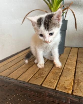 Gatto maschio