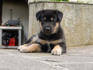 Cuccioli incrocio Belga/Tedesco