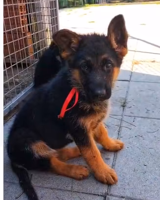 Cuccioli di pastore tedesco