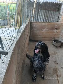 Setter inglese