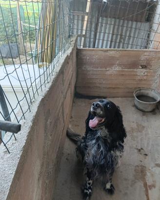 Setter inglese