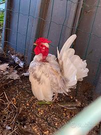 Galline nane