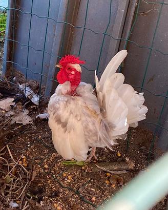 Galline nane