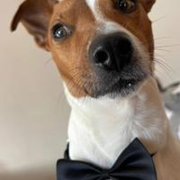 Jack Russel maschio per accoppiamento