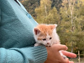 Gattina