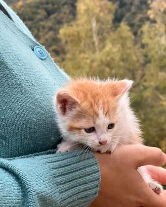 Gattina