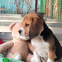 Cuccioli beagle ENCI