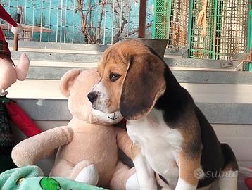 Cuccioli beagle ENCI