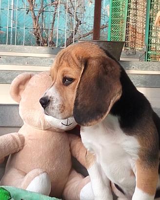 Cuccioli beagle ENCI